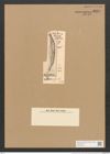 Amphora sepulta Pant. (de-Toni-Nr.: Genus 36, Species 1596) Zeichnungen Sammlung Grunow Nr. 3059 (NHMW-BOT-W0370458)